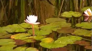 NEN&Uacute;FAR: Nymphaea spp. (www.riomoros.com)