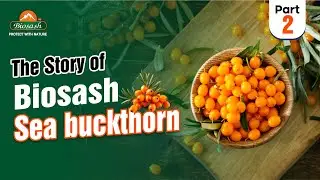 The story of Biosash Seabuckthorn- Part 2