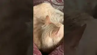 Laalu cat #cat #shortsviral #youtubeshorts