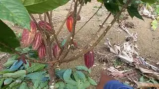 cacau ccn51 e as suas qualidades