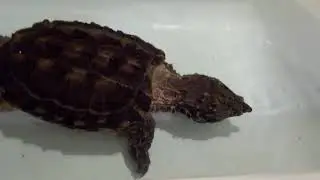 tips to tame a snapping turtle part 4