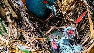 SEPERTI INI NASIB BURUNG KETIKA MEMAKSAKAN MAKN BESAR