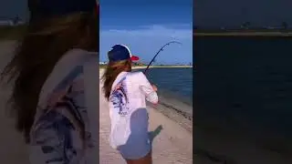 Hardhead (saltwater) catfish at Navarre Fl.
