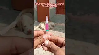 Anti-Rabies Vaccine (ARV) #doglover #dogvaccine #dogvaccination #antirabiesvaccine #gaamaaale