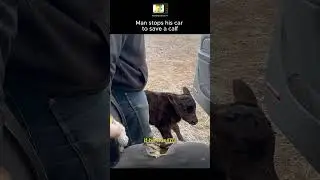 Man saves a new born calf 🐄? #cow #animals #cattlefarm #satisfying #trending #nightfeed  #america