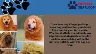 Cute Lion Costume For Dog | Dog Clothes