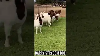 Barry Strydom #boergoat #farm #boer #bode