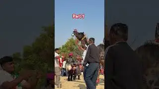 Camel dance video