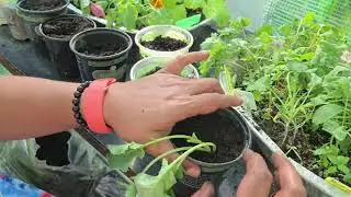 Fall Seedlings up-potting and chat September 26 2025
