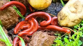 Uncovering the Bizarre Colony Behavior of Forest Millipedes ​#MillipedeColony ​#ForestInvertebrates 
