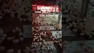 5000 broiler chick's day 3 Farme murghi Poultry farming business tips poultry farming business plan