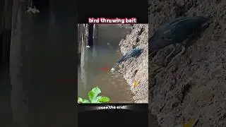 bird catches fish #trending #animals #wildlife #youtubeshorts #youtube #fishing #birds #viralshort