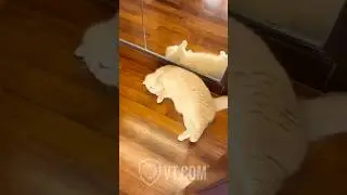 Dramatic Cat Pretends to Die from Starvation 😂🐱🎭