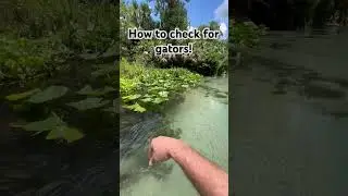 It&rsquo;s very important to always check for alligators&hellip;. Here is how! #gators #florida #springs  #walk