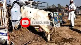 Loading of milking cow | Cow and Calf loading video | animals cart