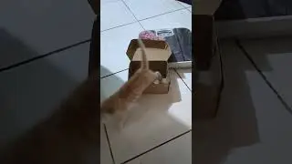 kitten name shiba very cute cardboard box toy