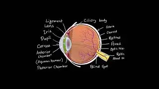 Human eye part -2👁️/#shorts#