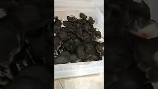 What happens if you leave mushrooms grow too long