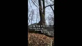 바위를 뚫고 나온 나무 / A tree that grows through a rock / #Shorts