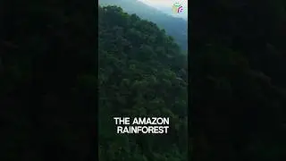 Amazon Rainforest Wildlife: The Most Breathtaking Creatures