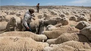 How American Farmer Ranchers Raise 5.2 Million Sheep - FAFY Farm