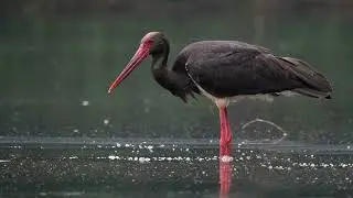 Ciconia nigra