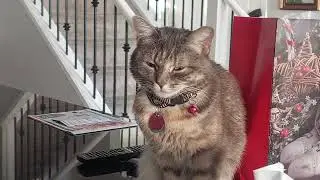 Lol cat.