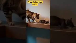 A Sweet pie cat & mouse 🐀😄. #cat