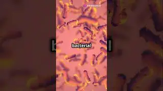 Walking bacterial colony?? 🧐.        #facts #amazingfacts #bacteria #shortvideo #shockingfacts
