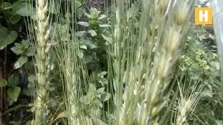 Scary music for movies Scariness in Wheat field. #HowRidiculous
