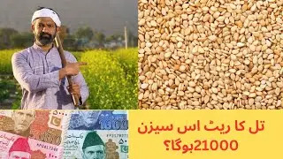 Sesame crop highly profitable crop of pakistan