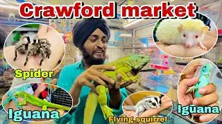 Crawford market Mumbai || chepest pet market in Mumbai || spider and lguana as pet