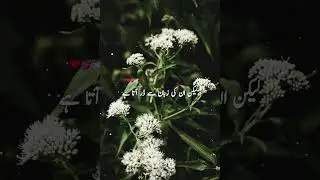 zuban Ka nishtar