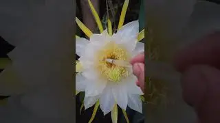 How to Hand Pollinate a Dragonfruit flower #auckland #newzealand #plants #fruit #nature