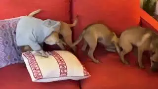 Video of adoptable pet named ASHER, A mixed breed pup