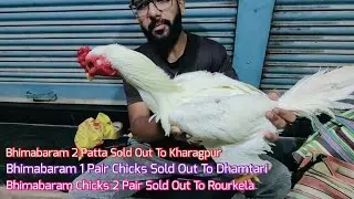 Bhimabaram Chicks And Adult Birds Bulk Sold Out To, Kharagpur, Rourkela And Dhamtari 