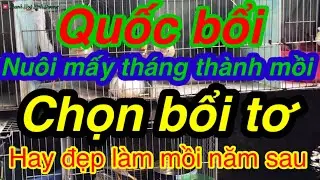 Bẩy quốc -chia sẻ chọn bổi tơ làm mồi -Quốc bổi nuôi bao nhiêu tháng thành mồi.