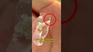 Extra&ntilde;o Pez Transparente | Los Leptoc&eacute;falos