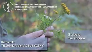 Zioła na ból brzucha i nie tylko - Technik Farmaceutyczny - Zielarstwo