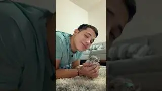 Al final es lo m&aacute;s duro 😭 Calai.app C&oacute;digo: Exito1 #chinchilla #animalestiernos