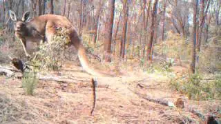 WG Kangaroo buck