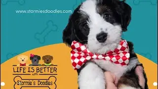 Training Thursday with the Bernedoodles | Stormie&rsquo;s Doodles 