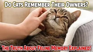 Do Cats Remember Their Owners? The Truth About Feline Memory Explained!