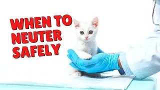 Когда кастрировать котов | Две сумасшедшие кошатницы #кошки #стерилизацияикастрация #кошка
