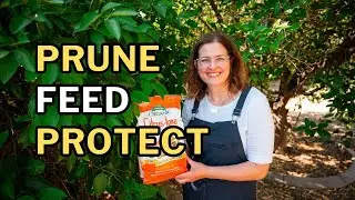 FALL FRUIT TREE CARE (Container Fruit Trees, too!)