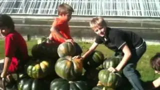 R&eacute;colte de courges