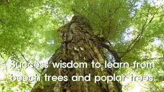 Short Story: Success wisdom to learn from beech trees and poplar trees