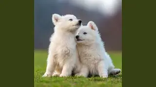 Serene Sea for Pet Harmony