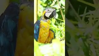 Discovering the Hidden World of Rare Birds