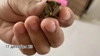 Vlog 83. Весь декабрь 2023 и Новый год 2024 Full december 2023 and New Year 2024